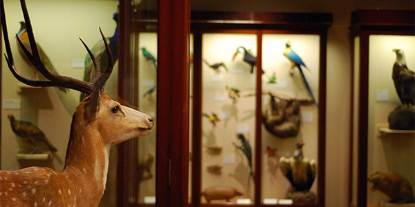 Bristol Museum taxidermy collection by NotFromUtrecht, CC-BY-SA 3.0. This can be considered an old form of “creature collecting”.